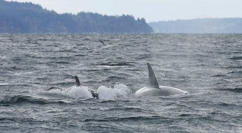 Orcas in Commencement Bay